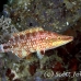 wrasse_oriental_res_kb_h_0156_png0820.jpg